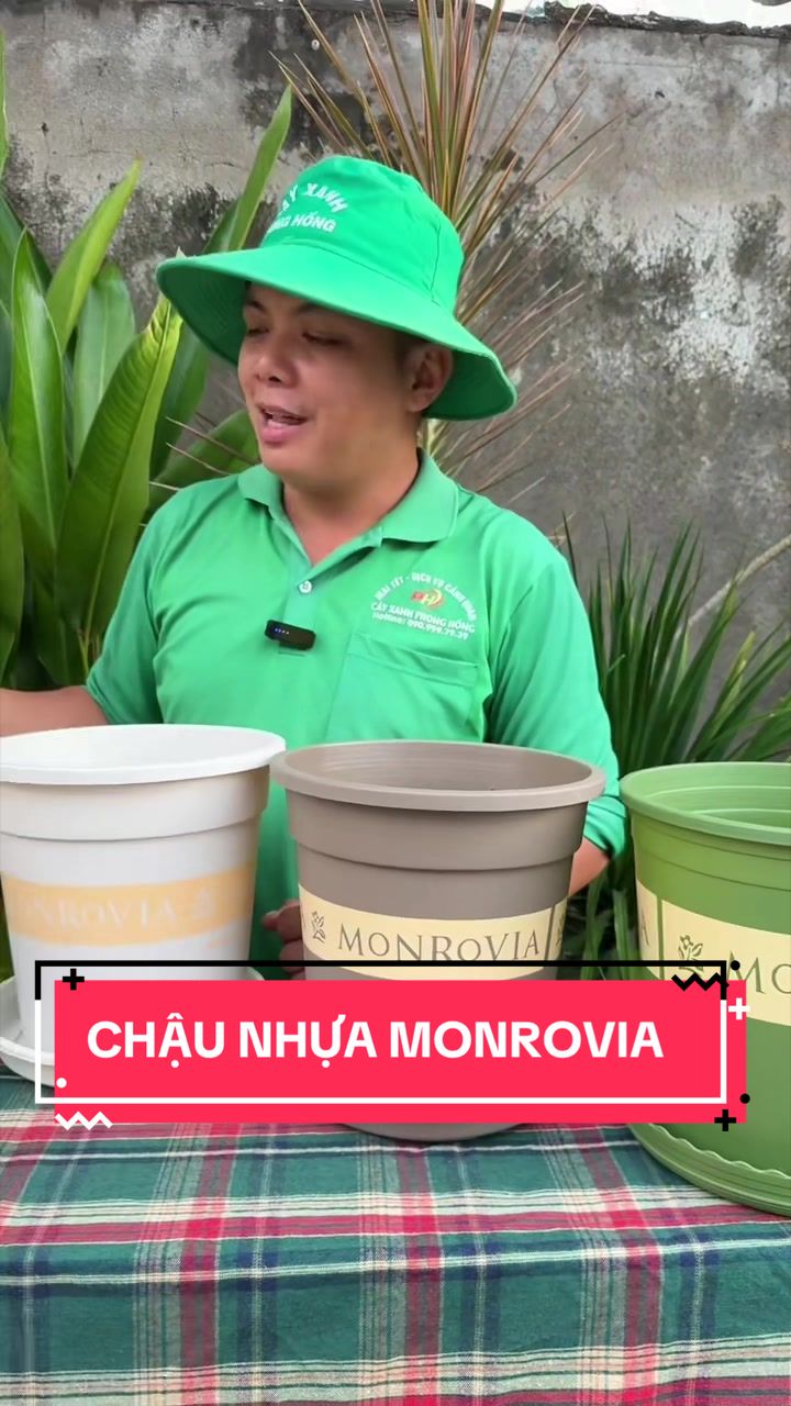 @Cây Xanh Phong Hồng