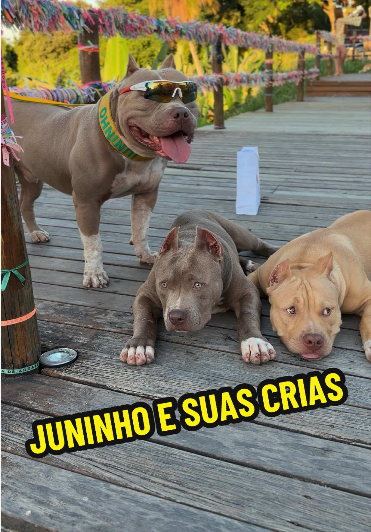 @Família Ragnar 🐶