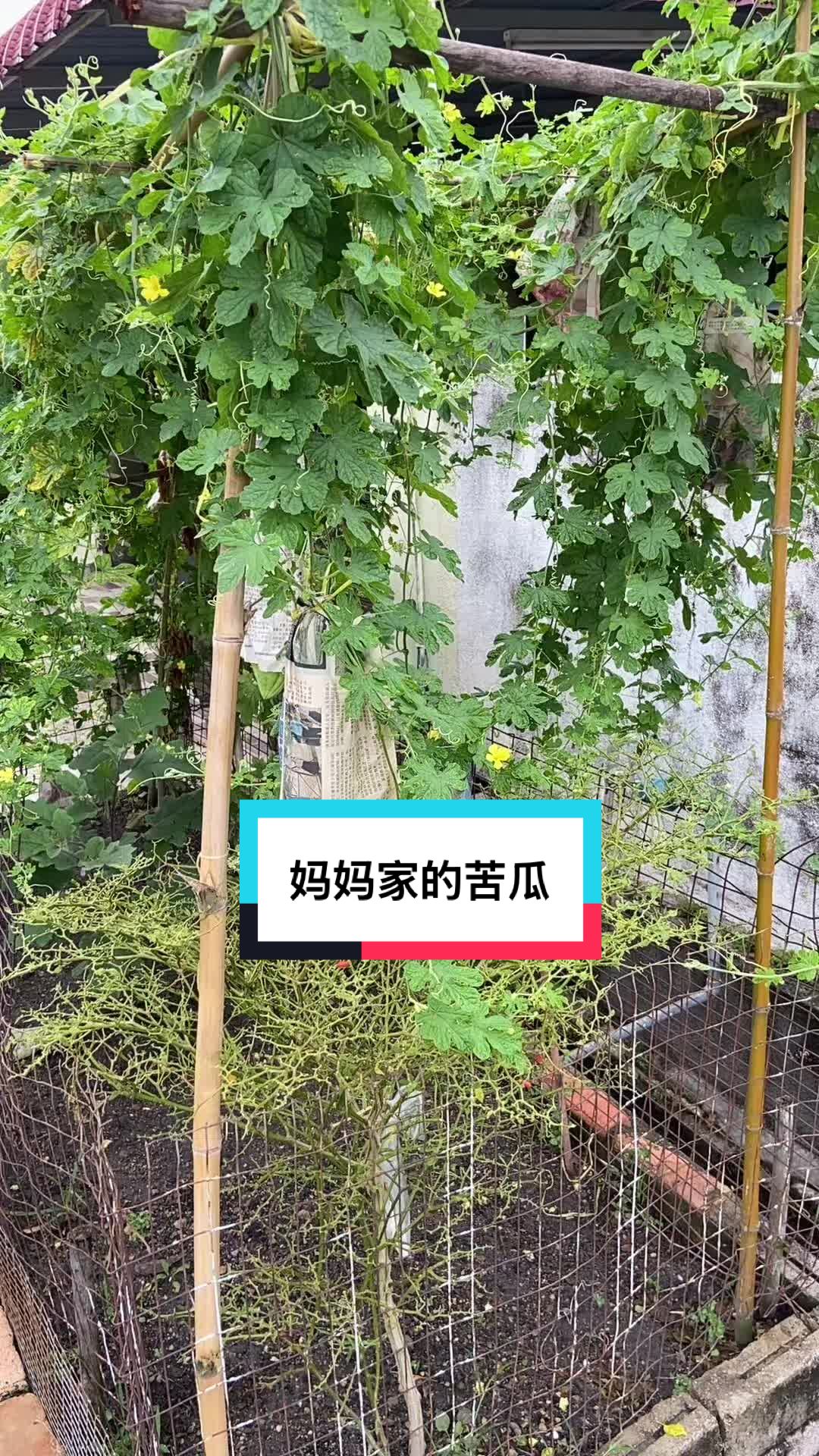 @净心