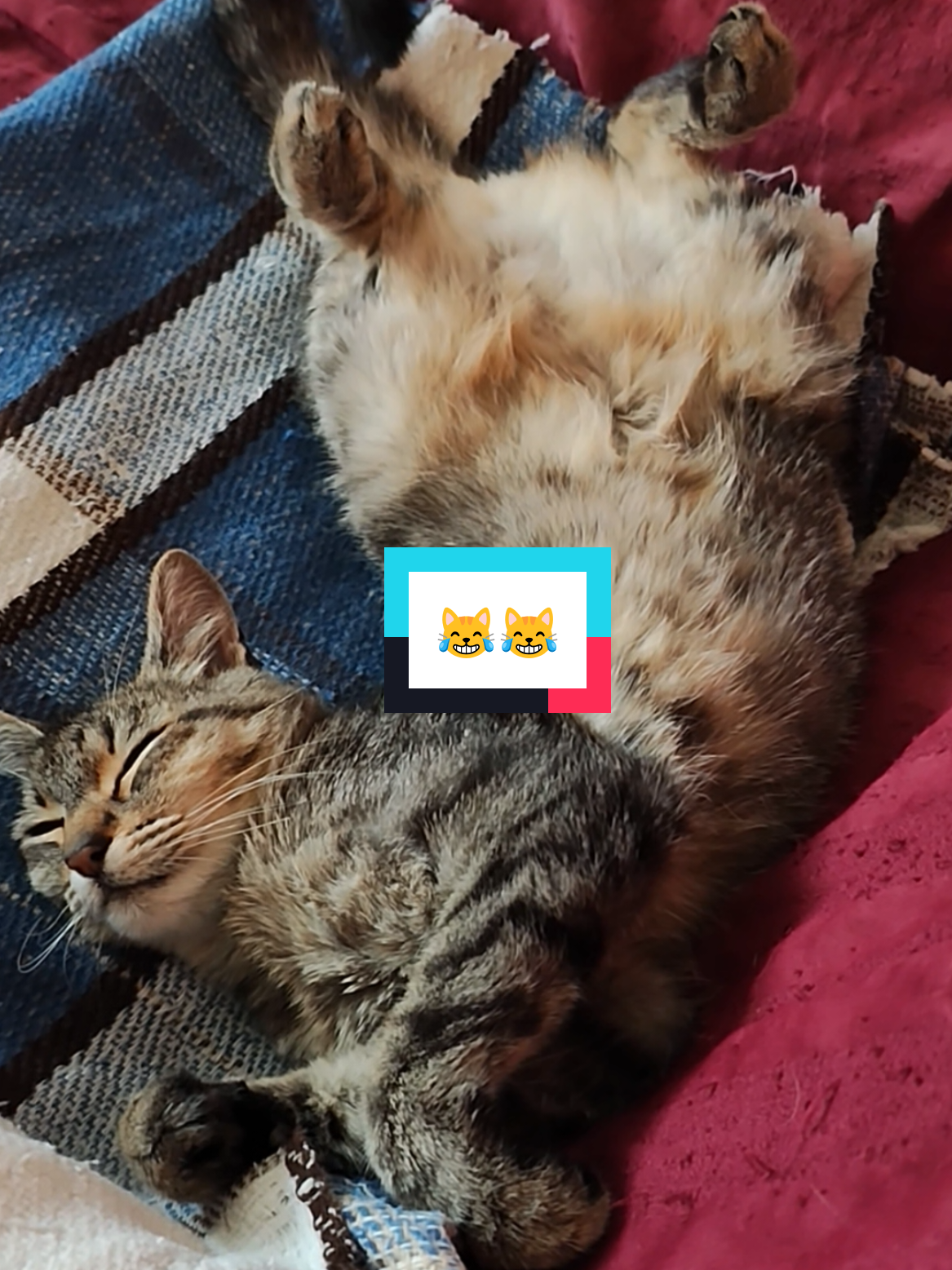 @Lunita🐱🌜