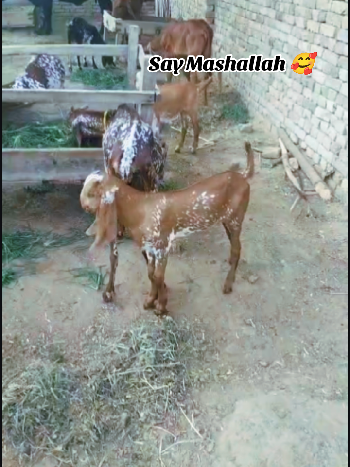 @Naeem Kissana