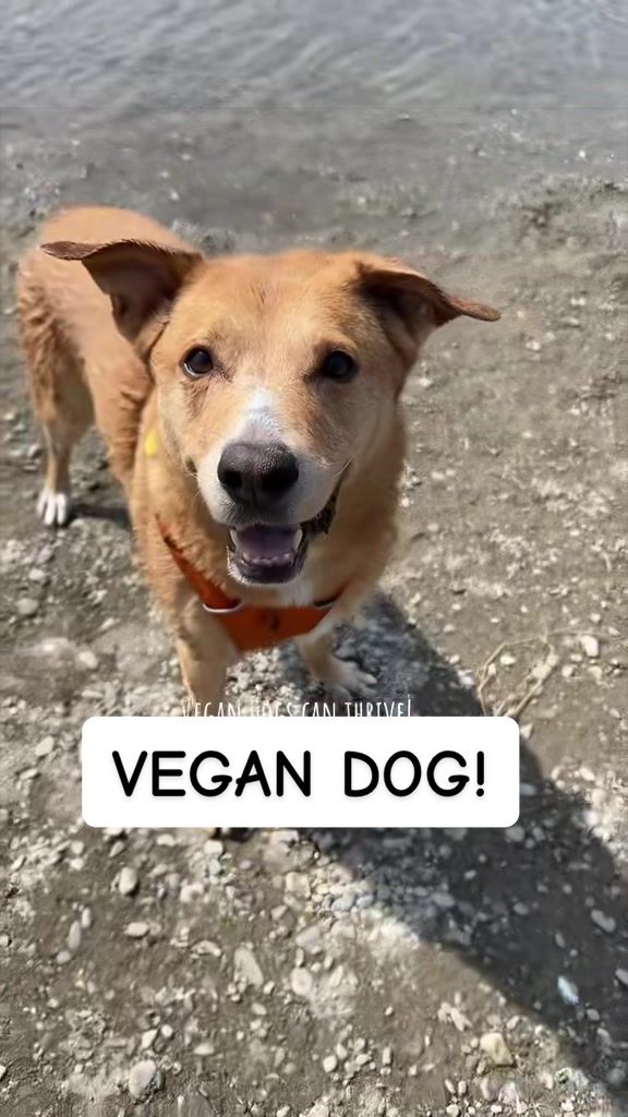 @That Vegan Teacher Miss Kadie