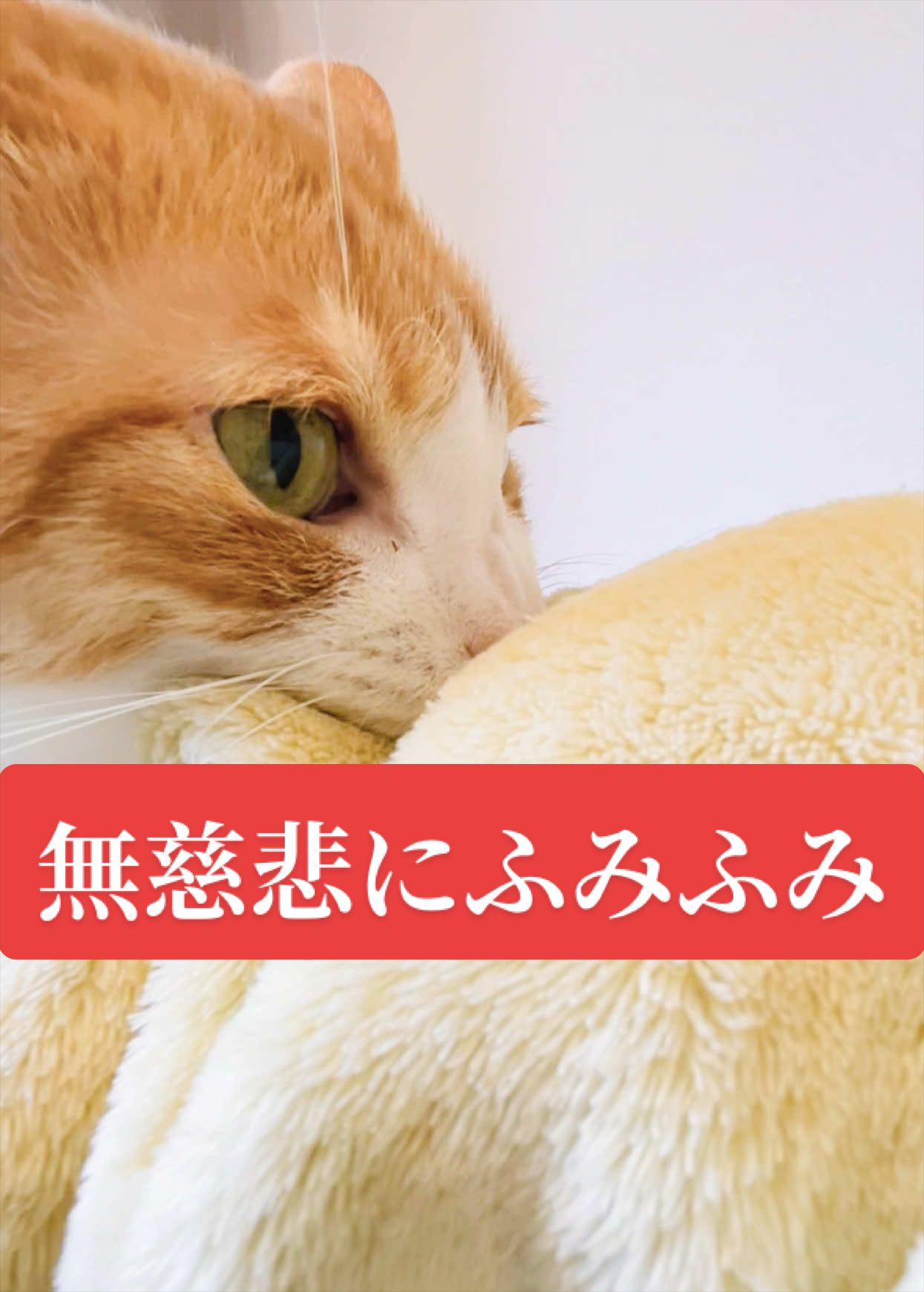 @みーこchannel