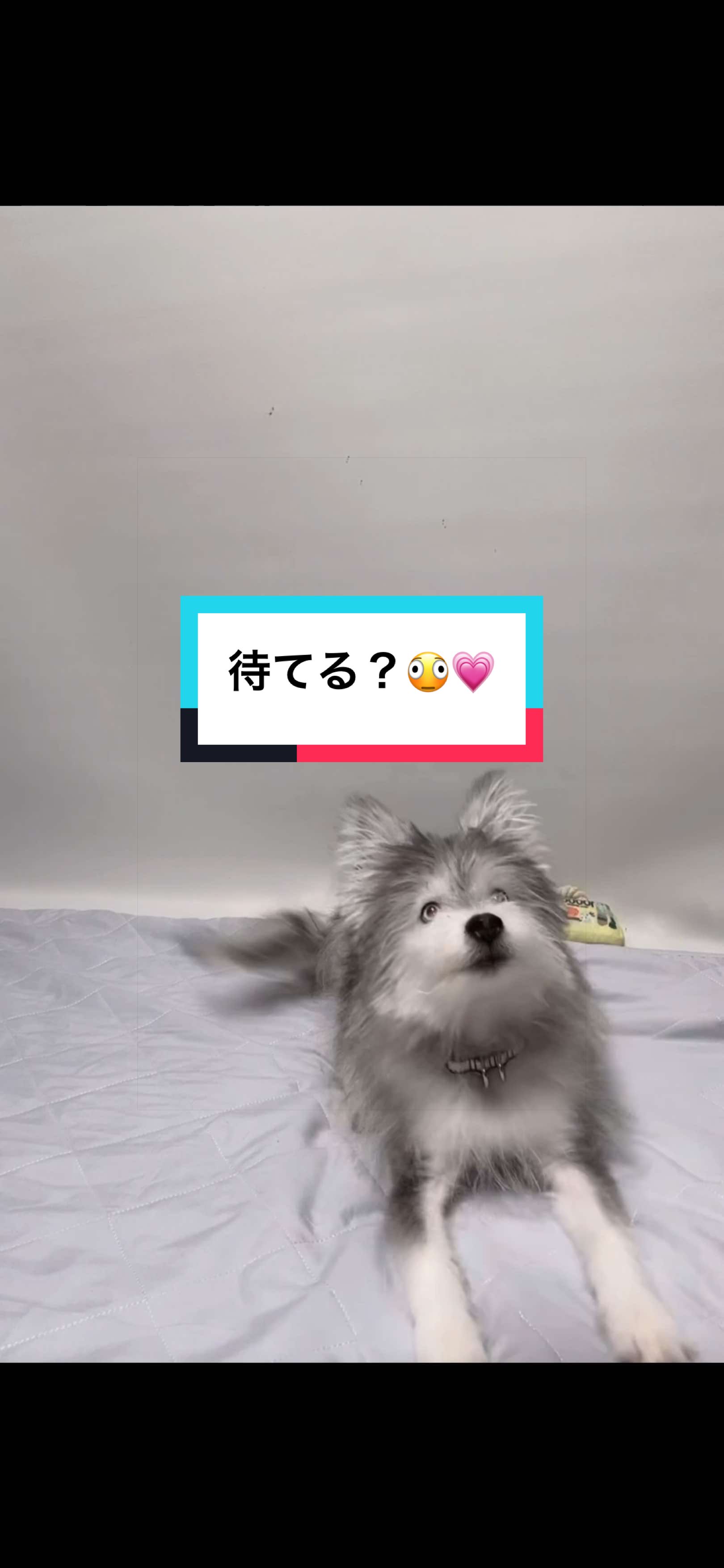 @マナ くるかの夫婦応援隊
