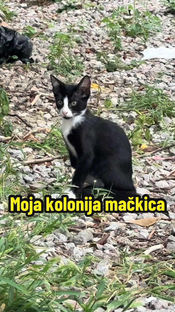 @Maja Kovijanic