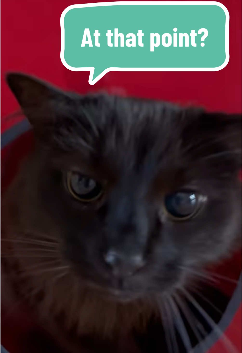 @Sir FluffyButt,the cat🇨🇦🇺🇦