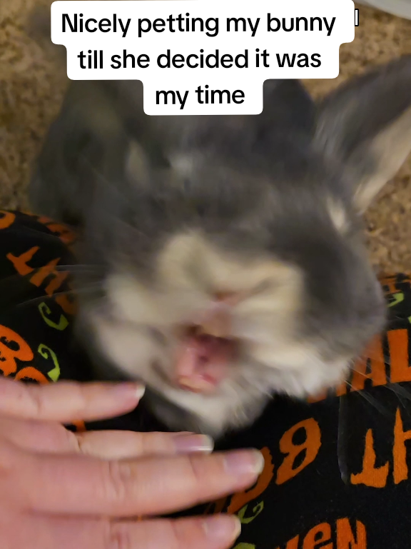@Blueberry the Bunny