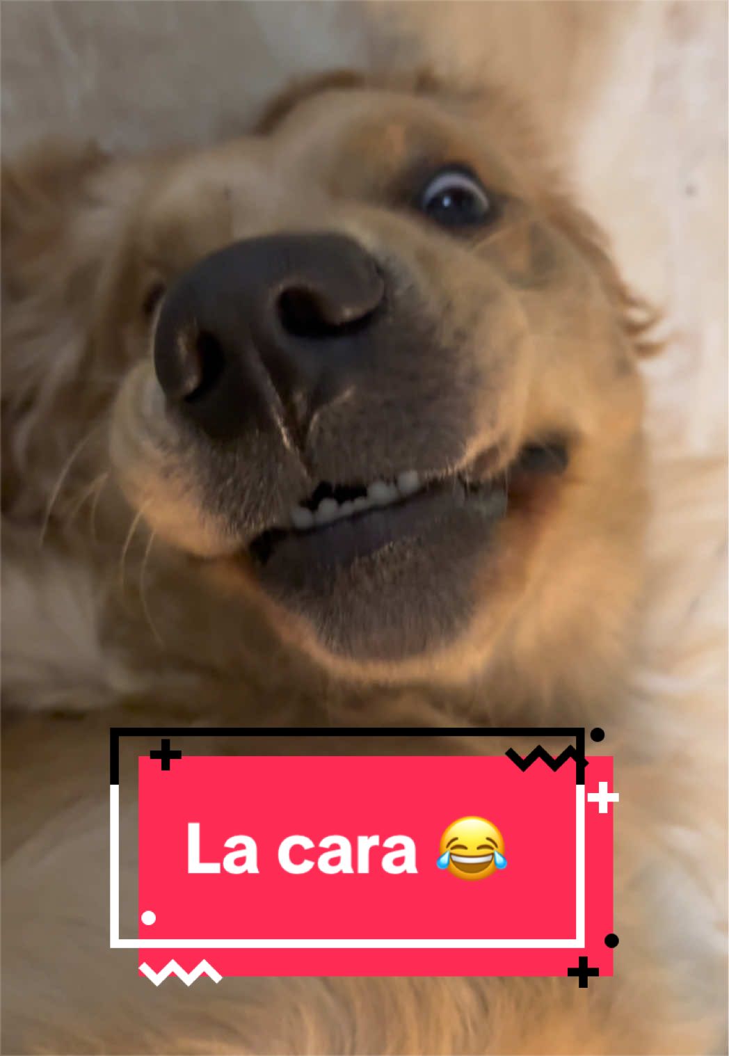 @🐶CharoyCoco🐼