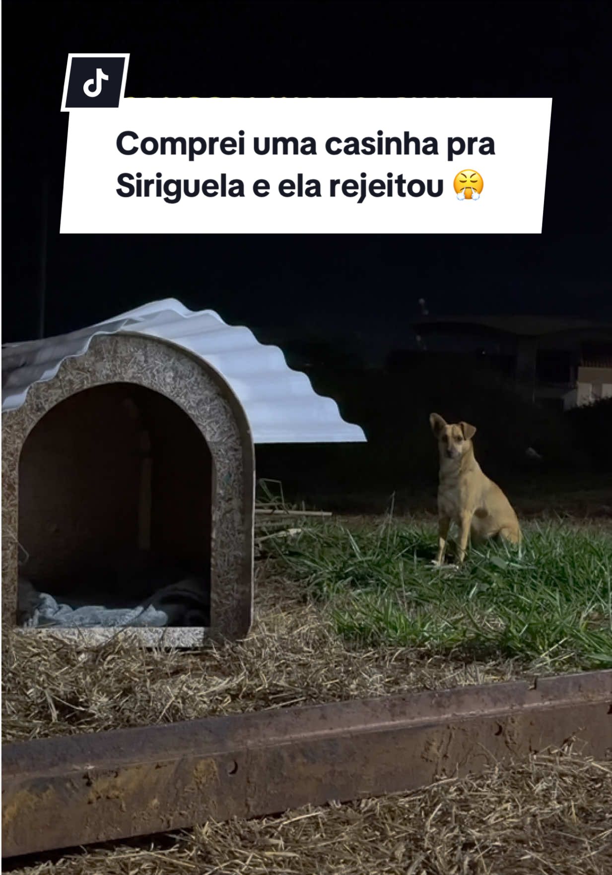 @Will Pitbull