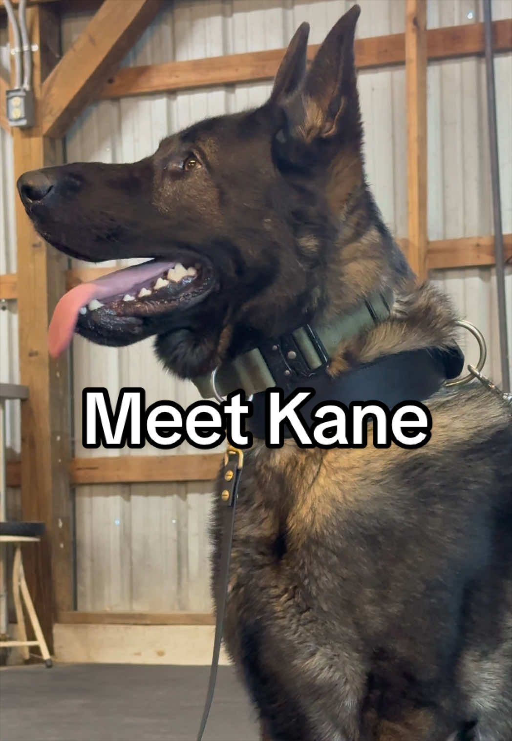 @True Guard K9 I Tara