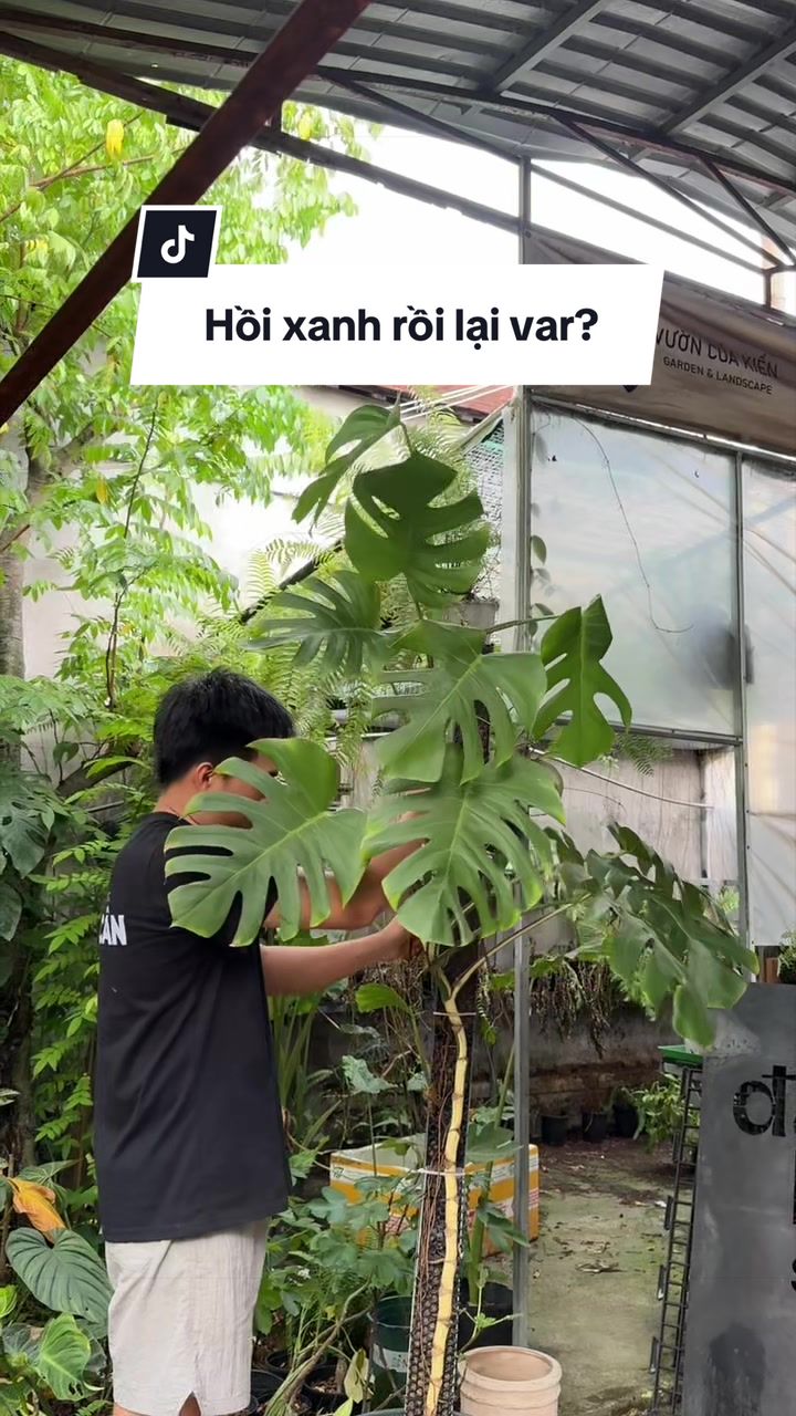 @Vuoncuakien
