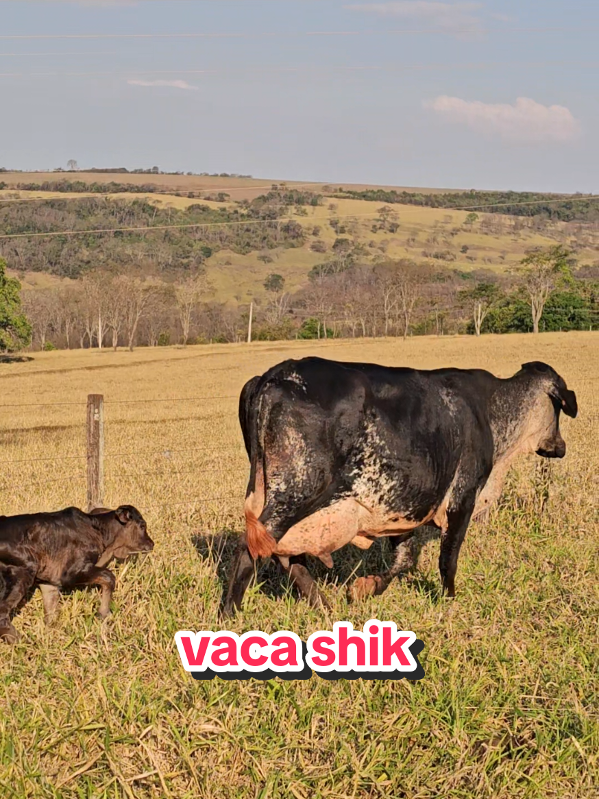 @Geovane neto