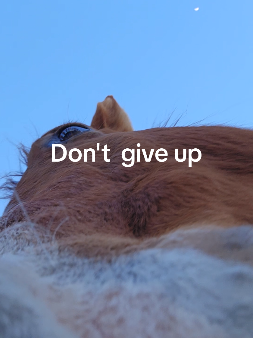 @Barrel Racing Journey