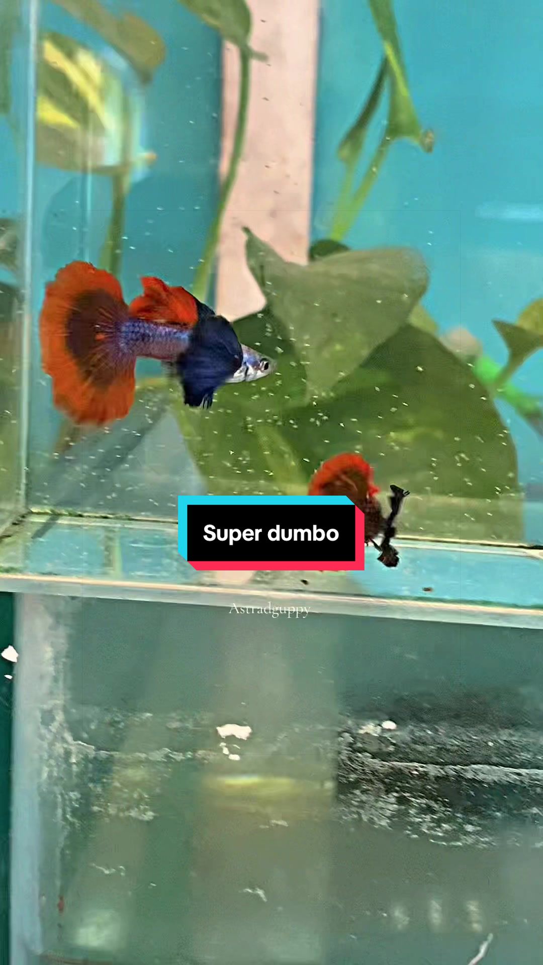 @Astra D'guppy