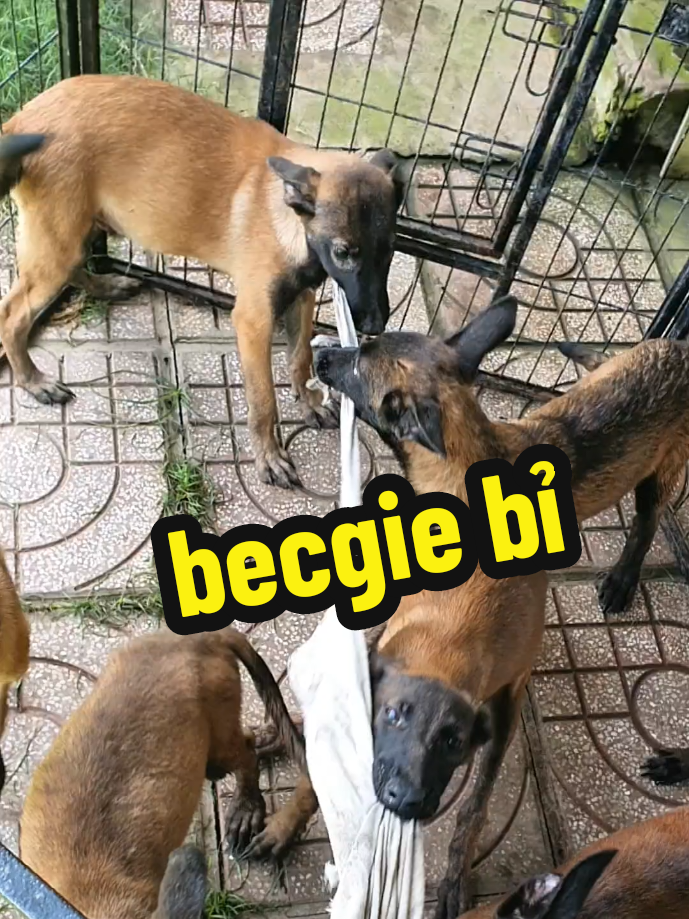 @Trại Ch&oacute; &Uacute;t S&aacute;u