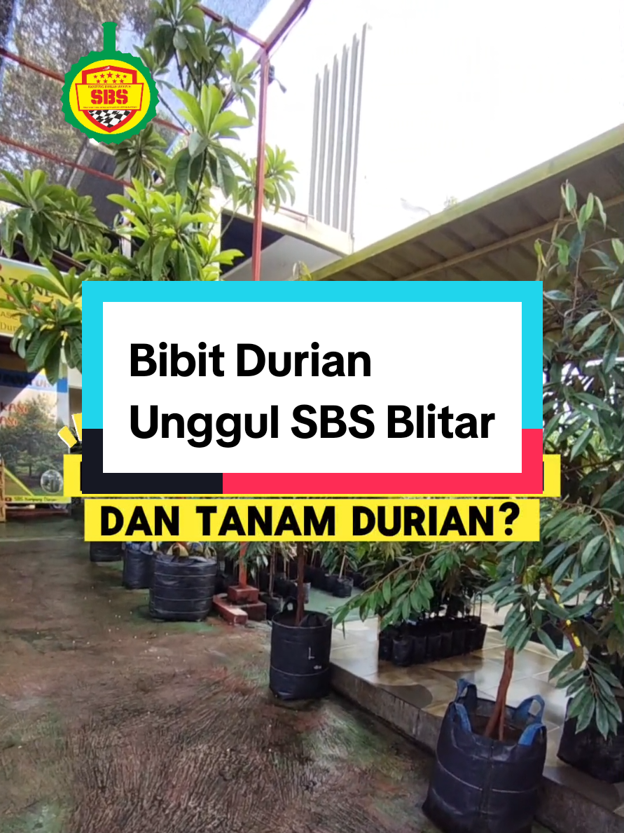 @Produksi Buah_SBS