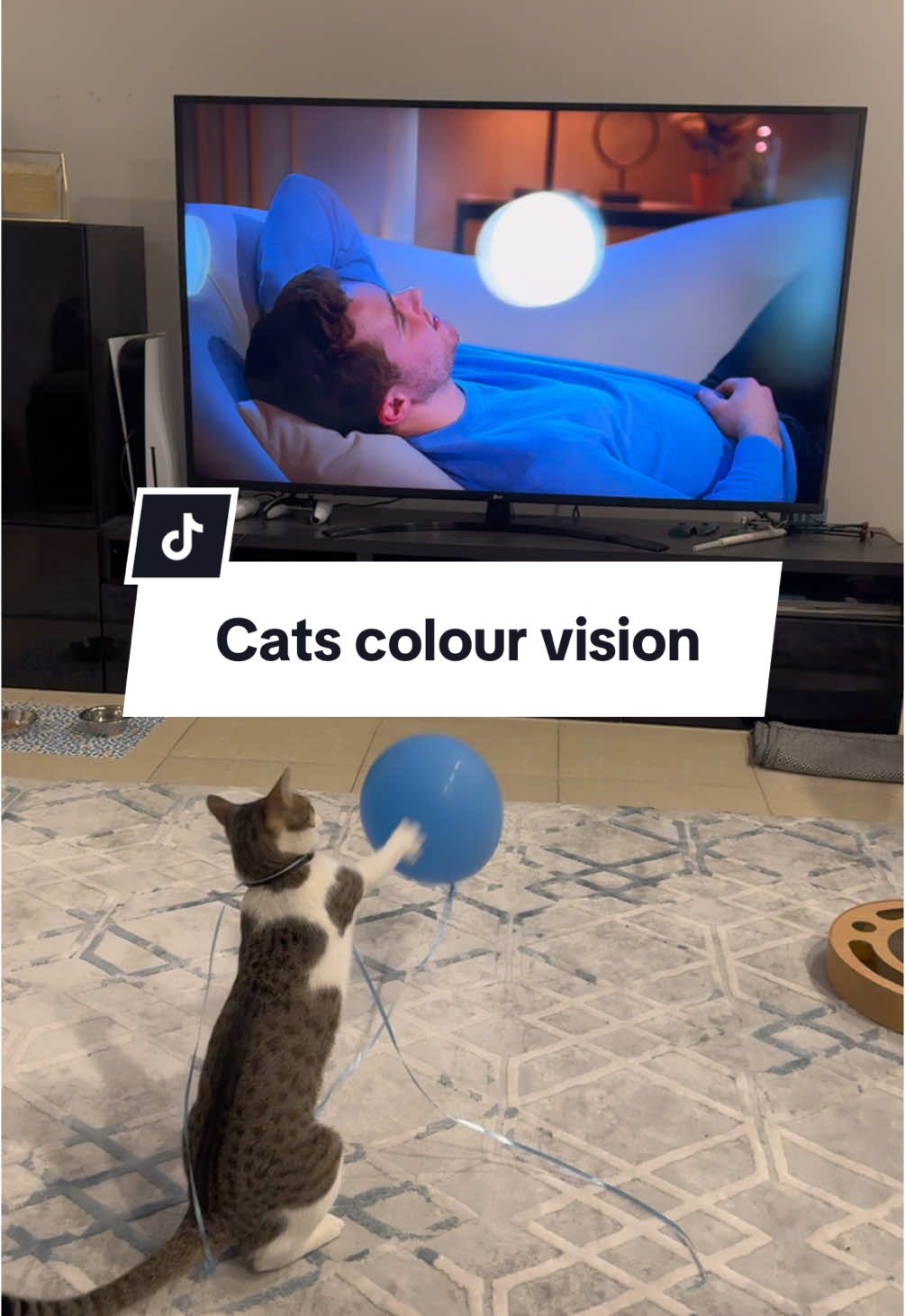 @Mahbooba The Cat