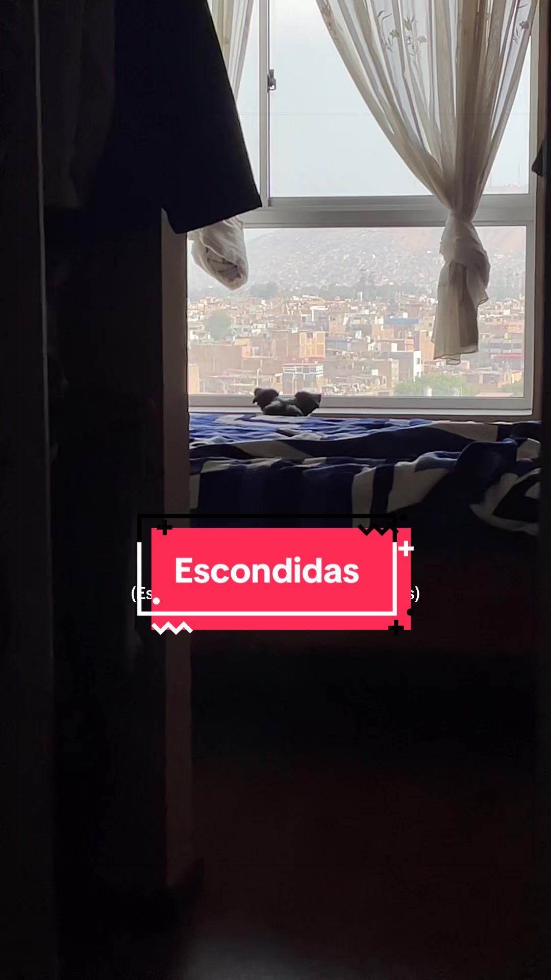 @lukah_schnauzer