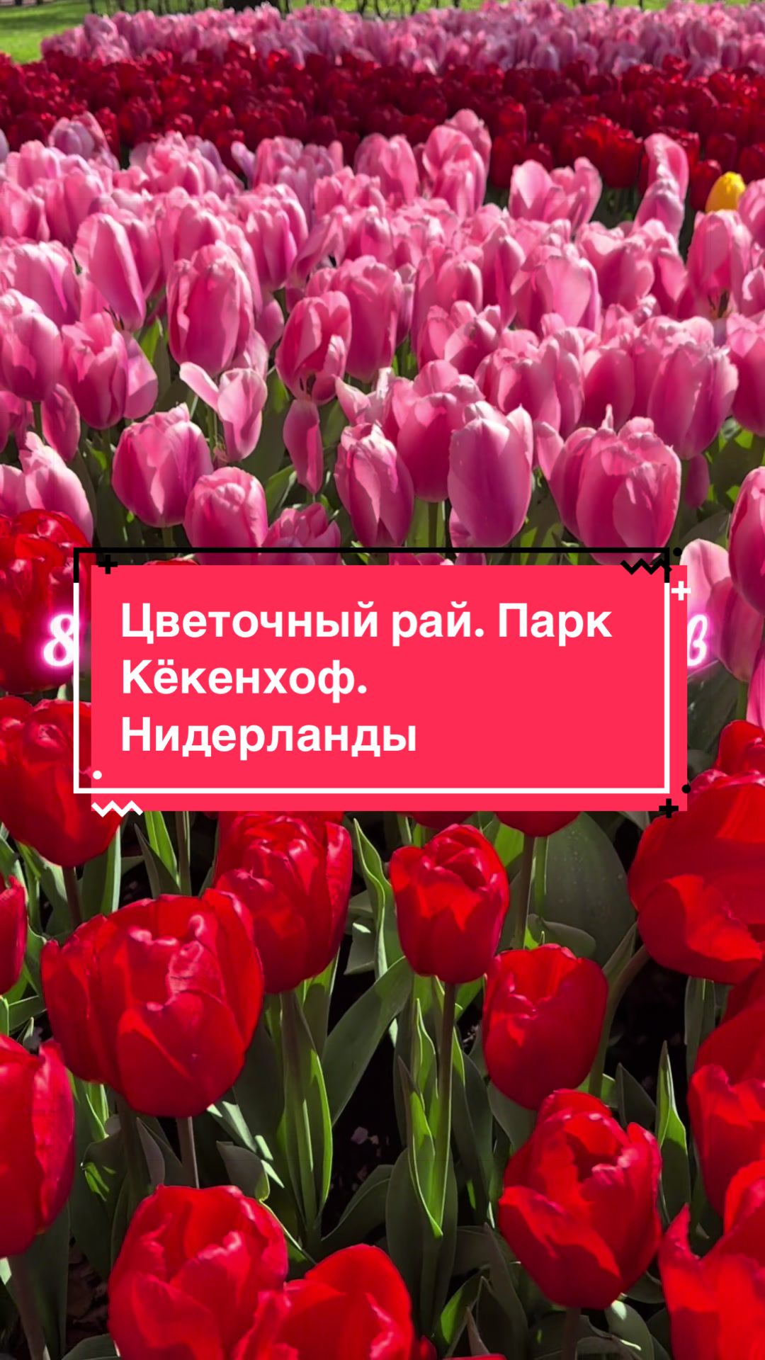 @OlenaWorld