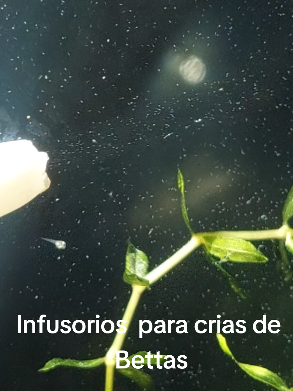 @kintsugibettas