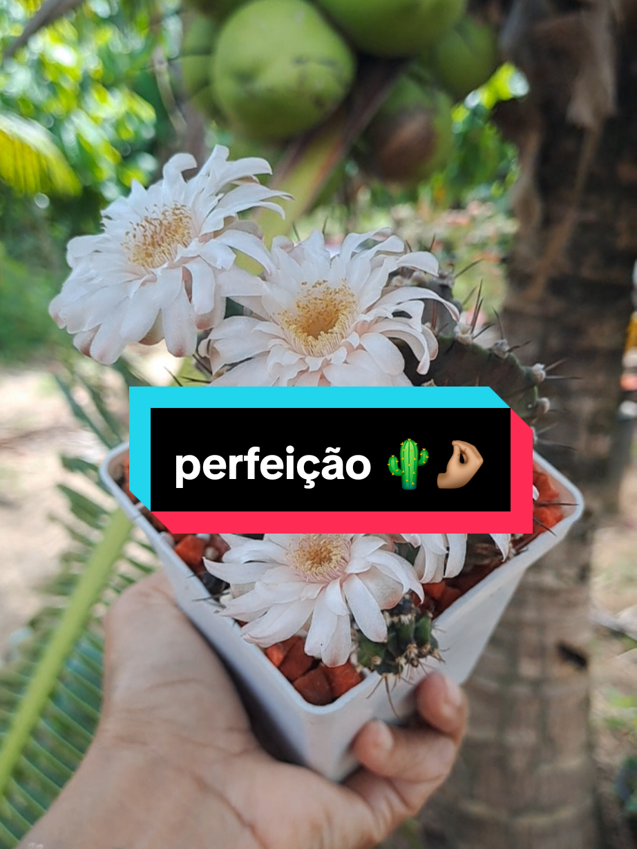 @Val Brito🌻✍️