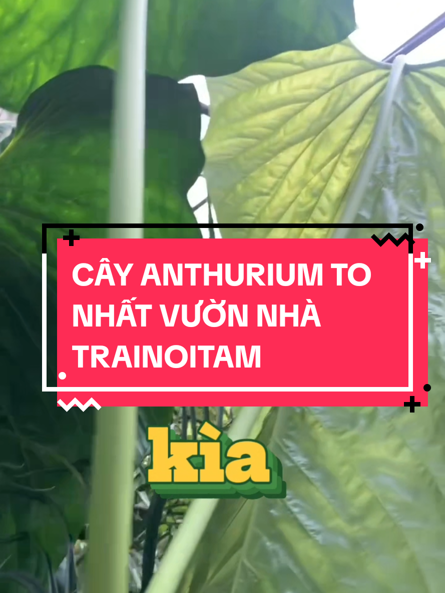 @trainoitam