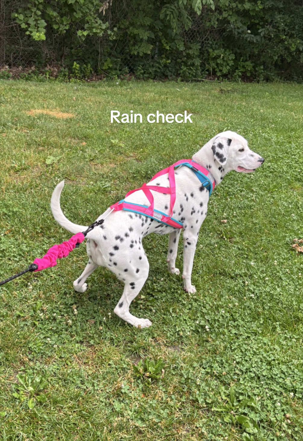 @Nevada the Dalmatian