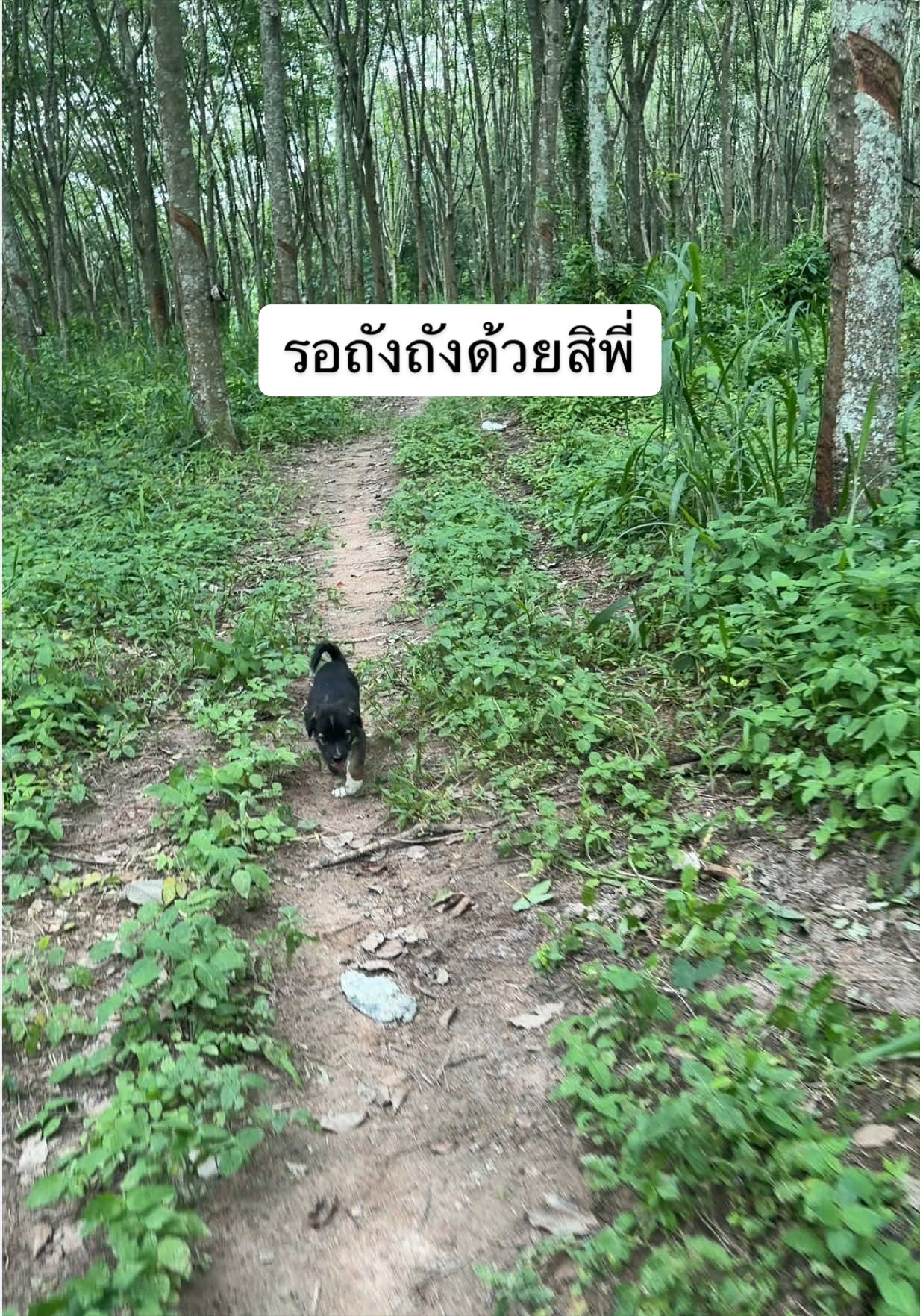 @เอ๋เอ๋รักหมาแมวจร