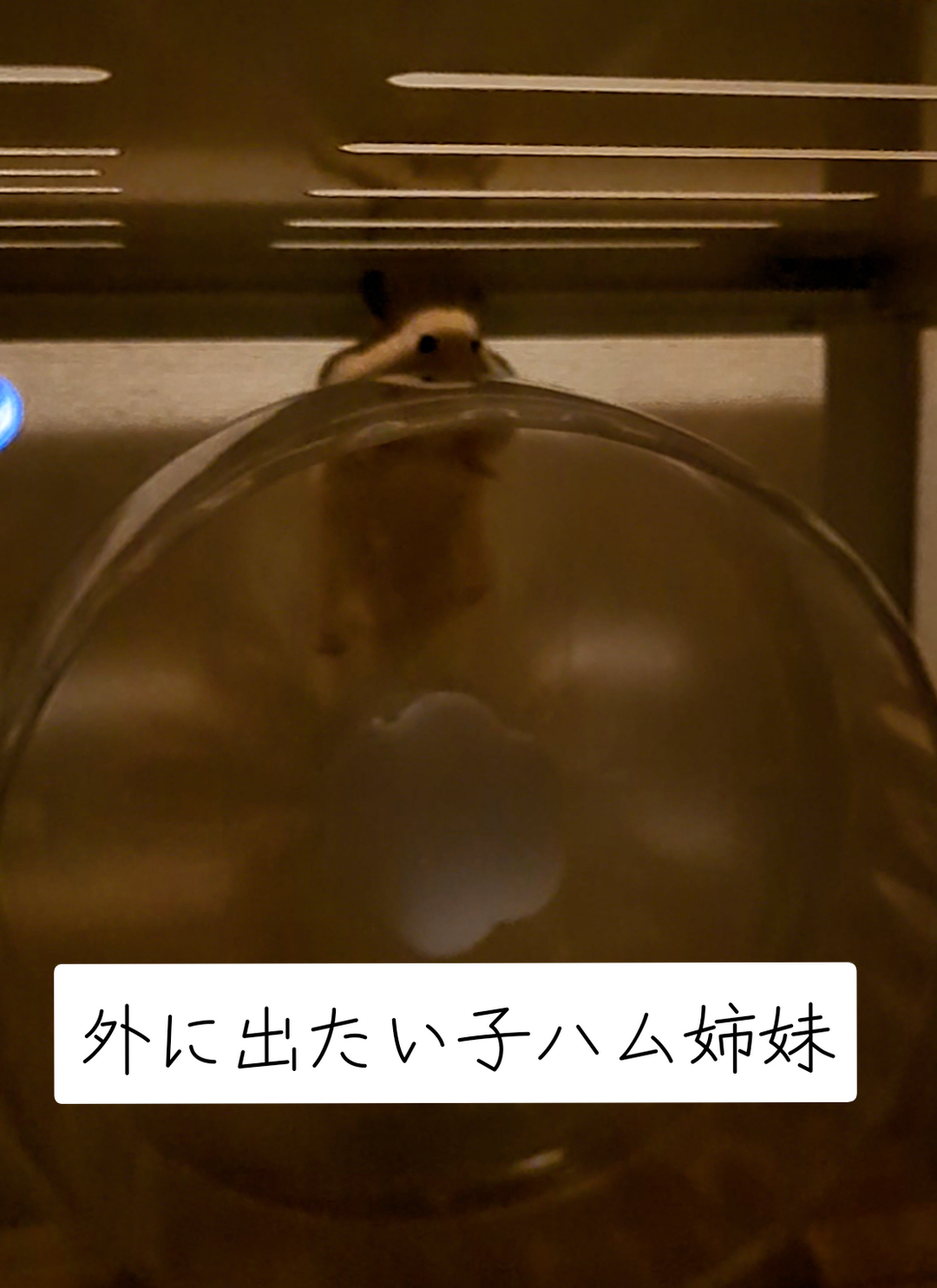 @鼻声🐹主婦