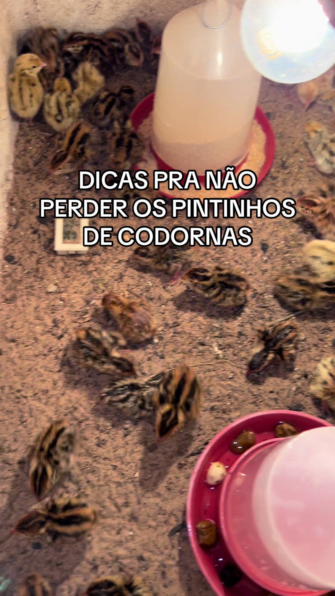 @souza