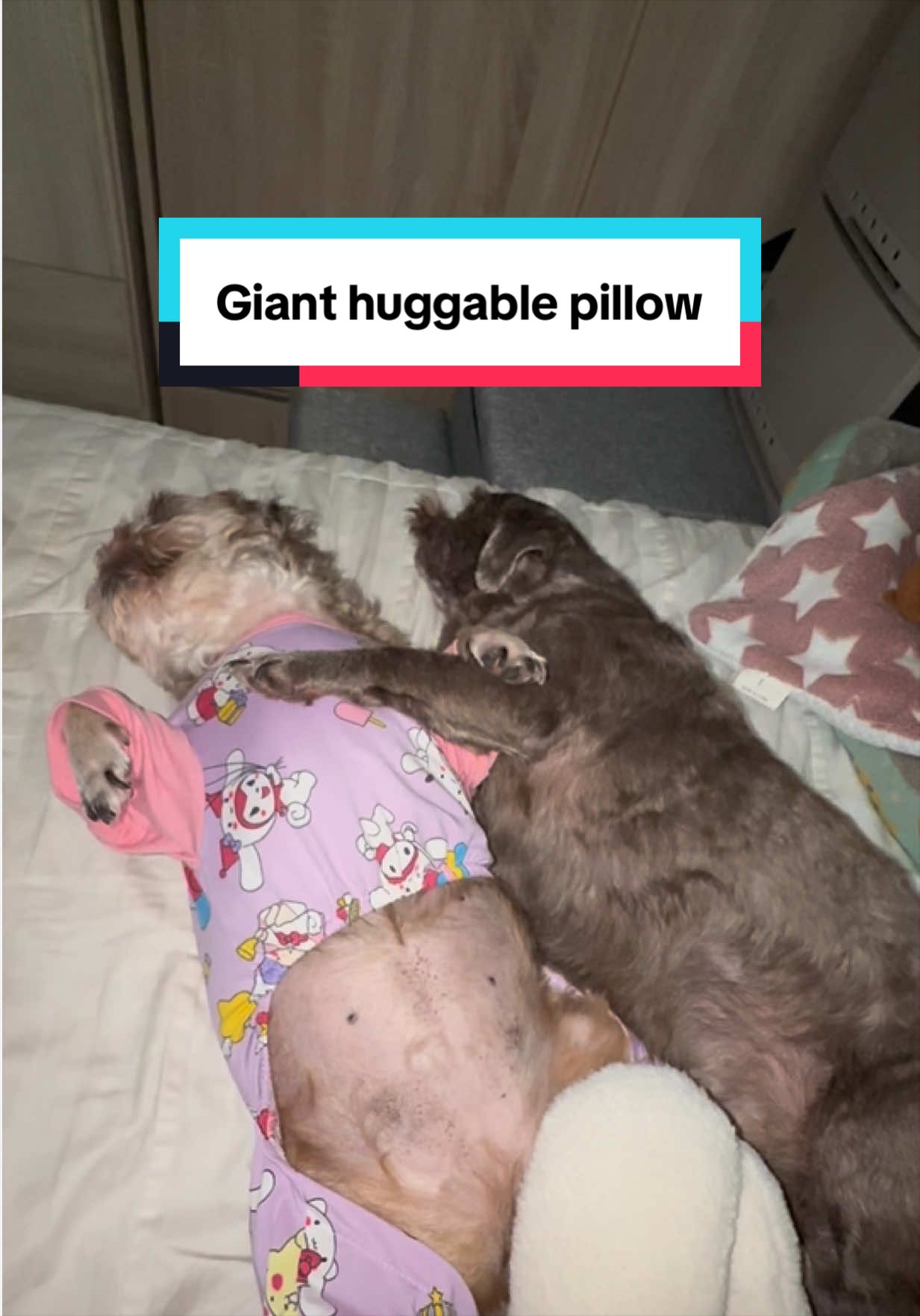 @Nella and Lucky the Shih🐶