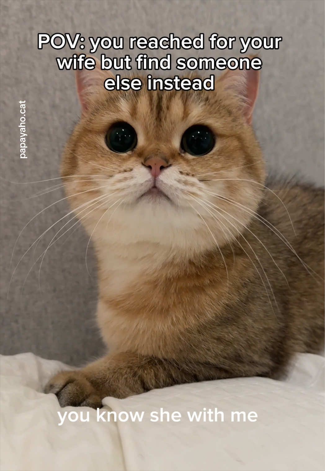 @Papaya the Cat