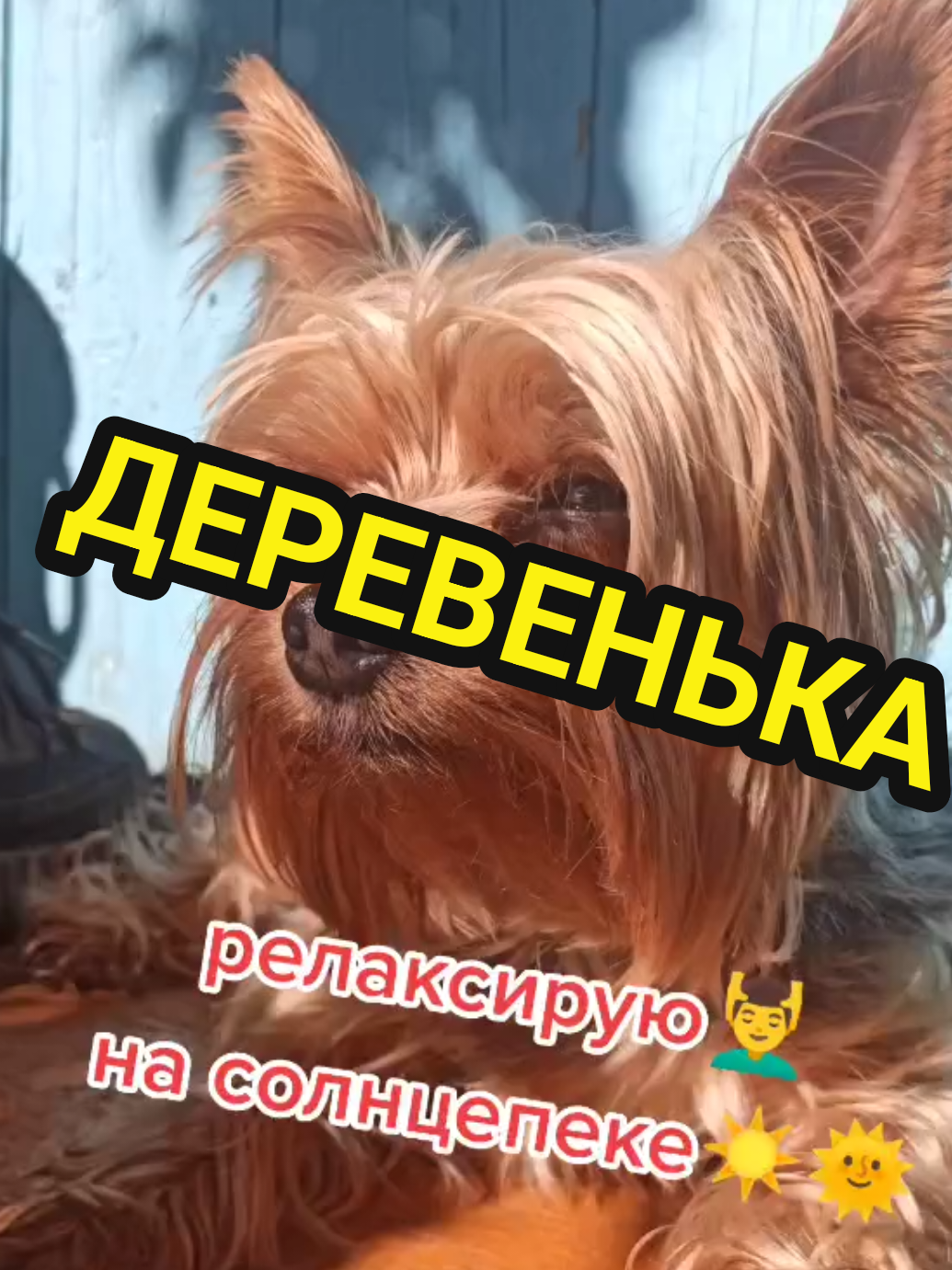 @🤟Веня Машаранский✌