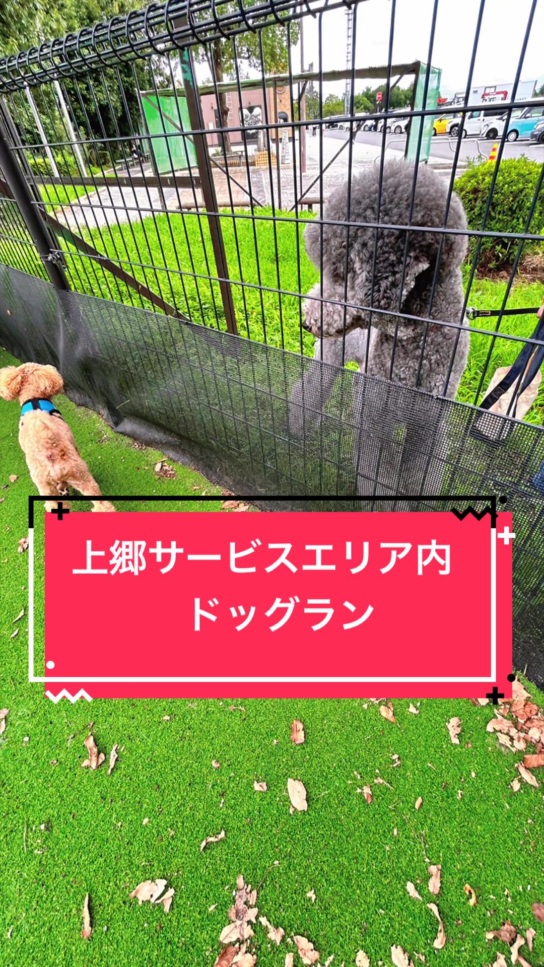 @カンキツ