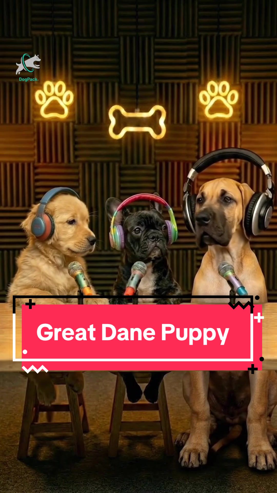 @DogPack