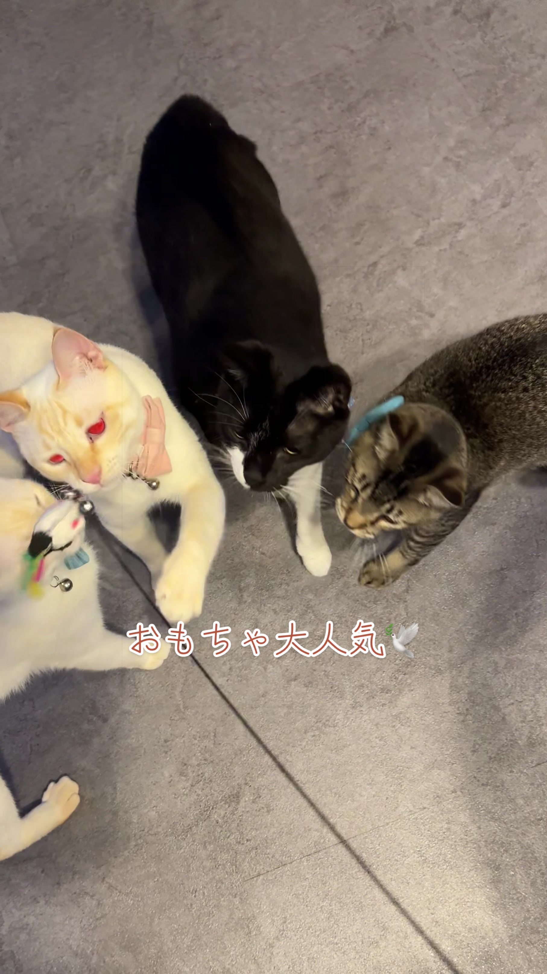 @はっぴー野郎☺︎