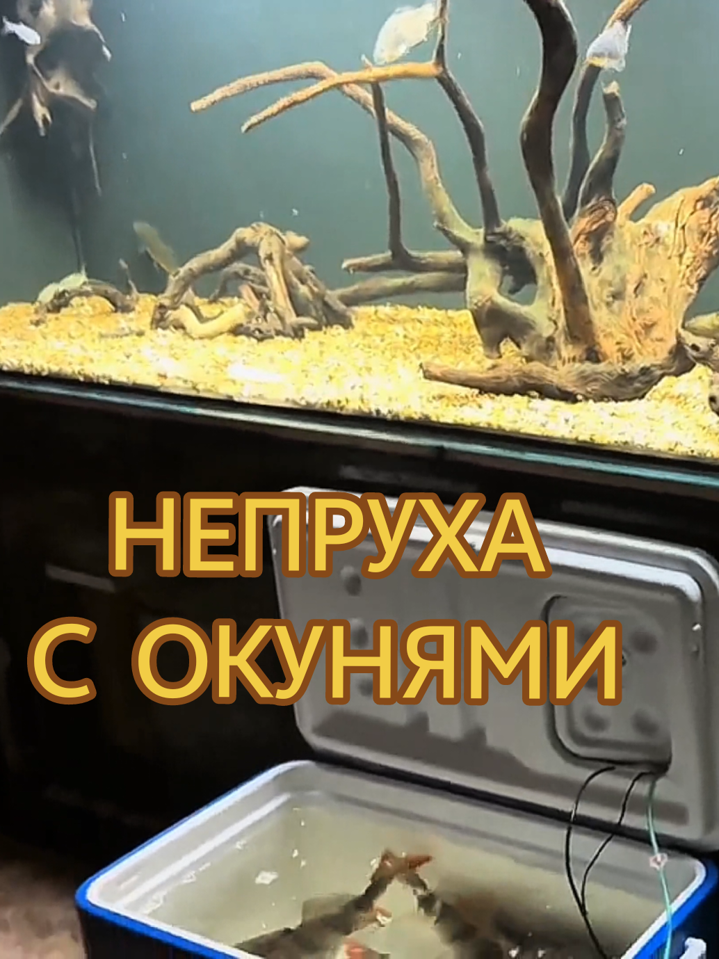 @Судак в Аквариуме