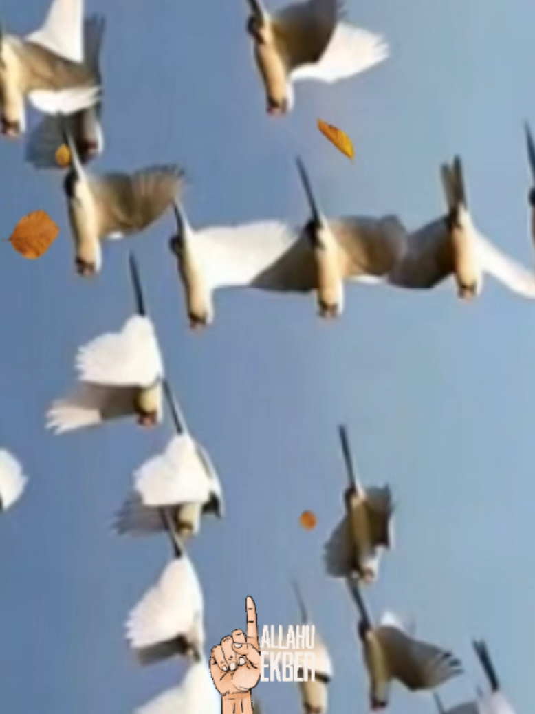 @gelincik İlahi Diyarı 🎶