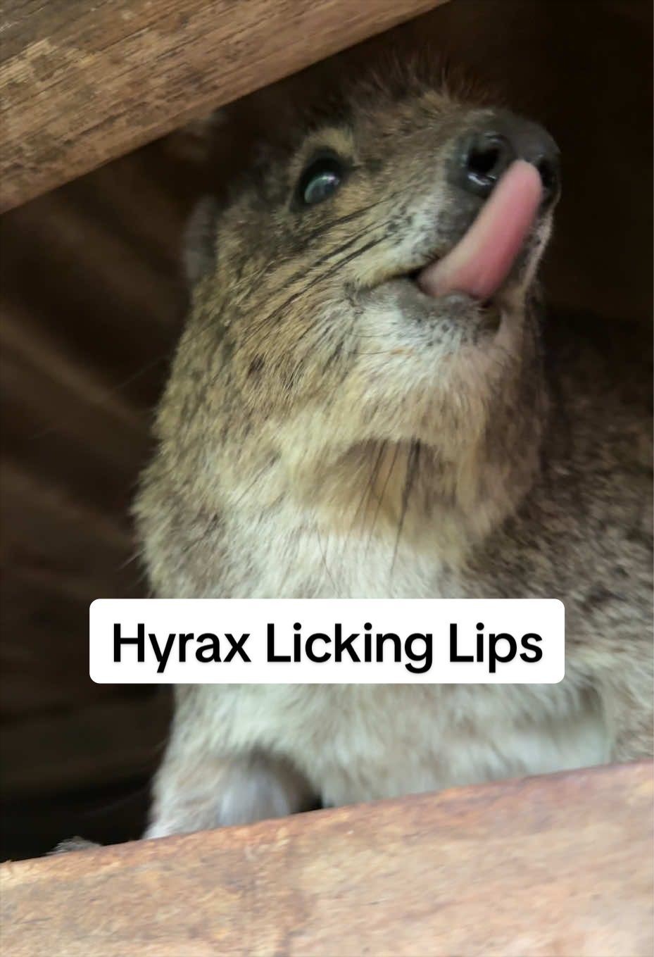 @squiggythehyrax