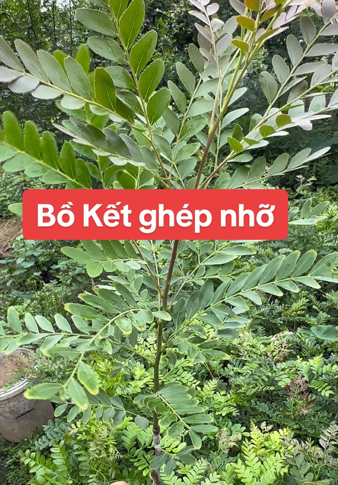 @Nh&agrave; Vườn Vũ Mai