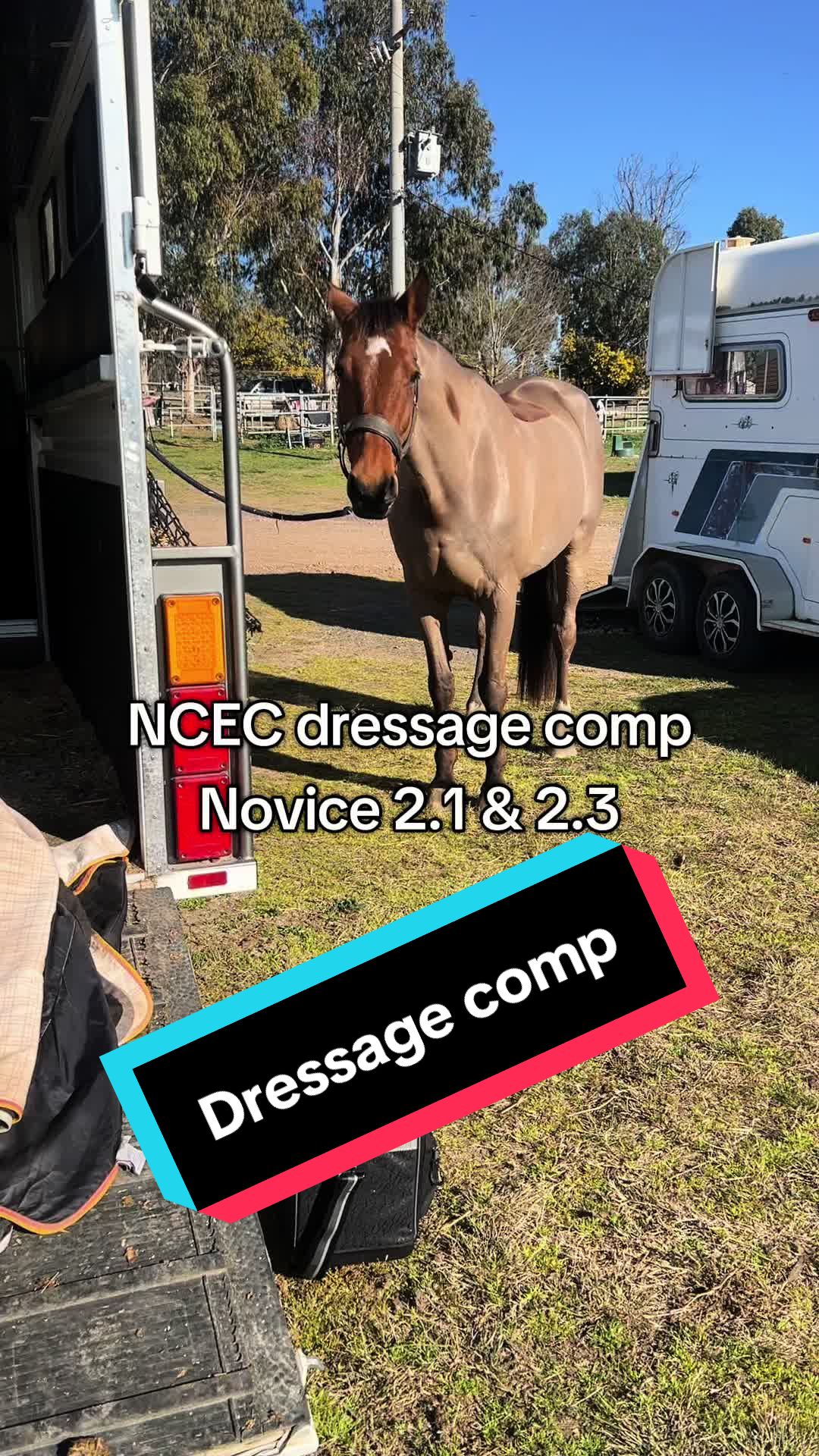 @TDDG Equestrian