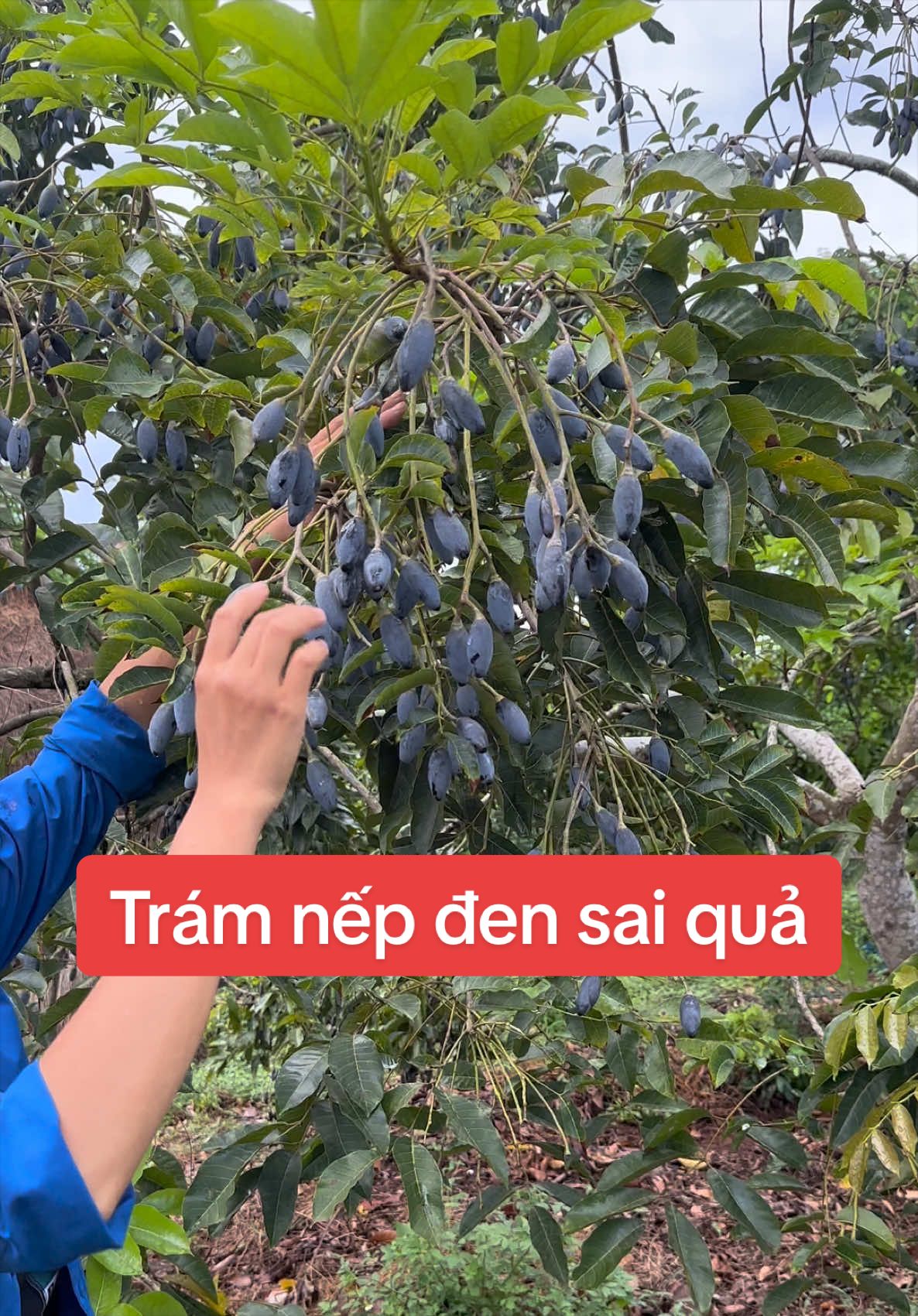 @Nhà Vườn Vũ Mai