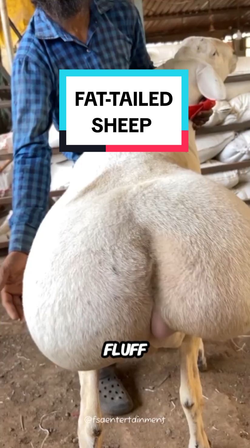 @ALL ABOUT ANIMALS