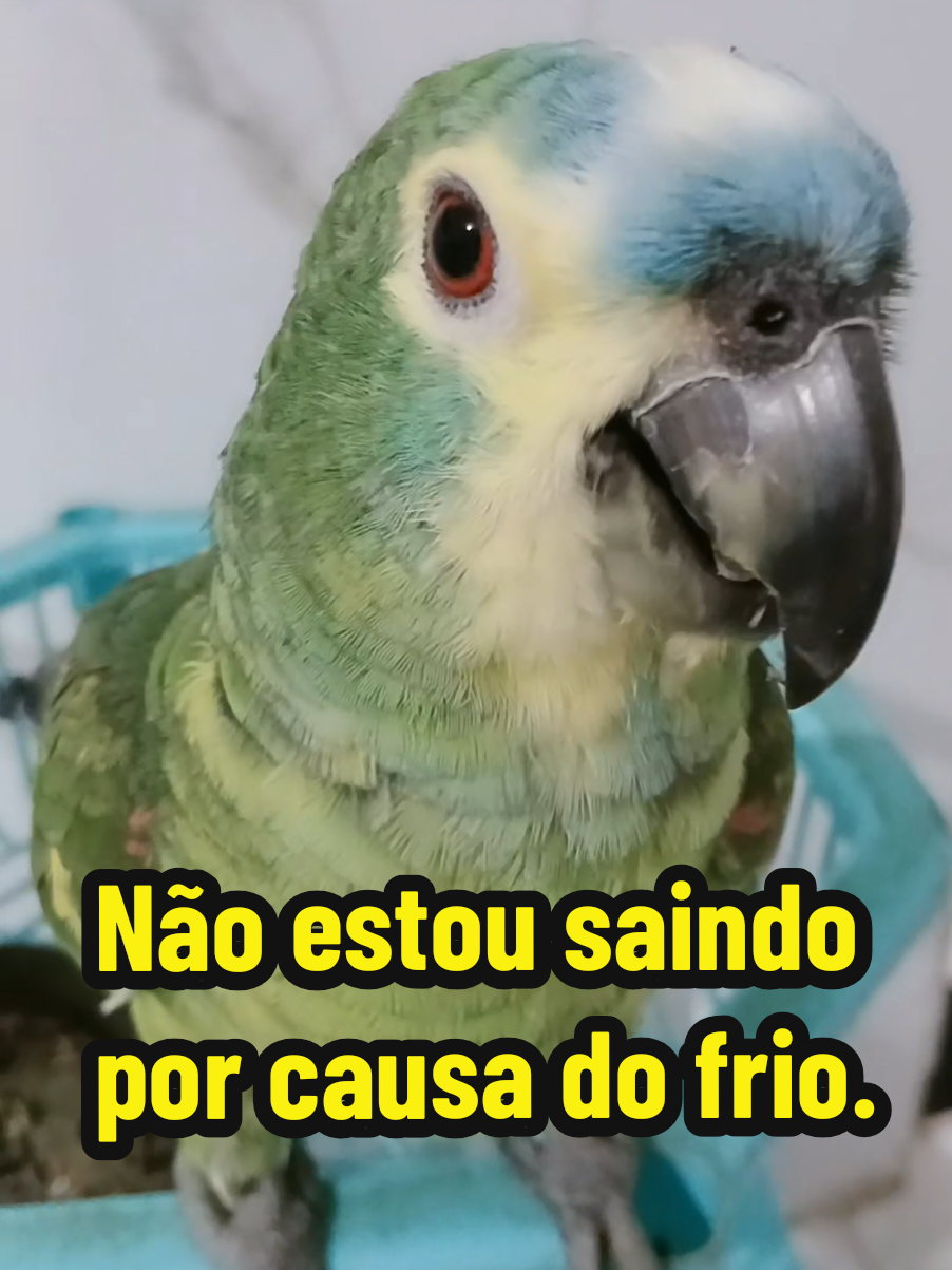 @Papagaio Chico🌽🦜