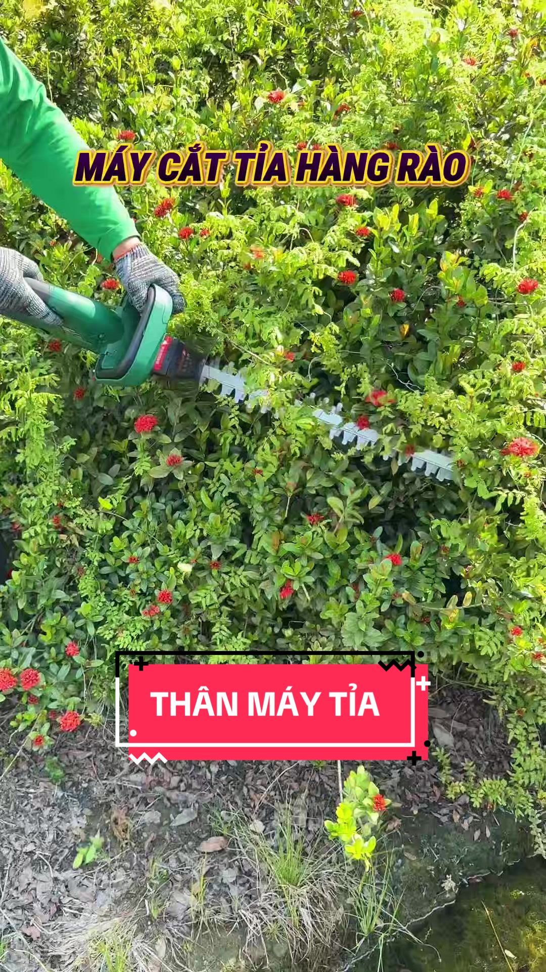 @C&acirc;y Xanh Phong Hồng