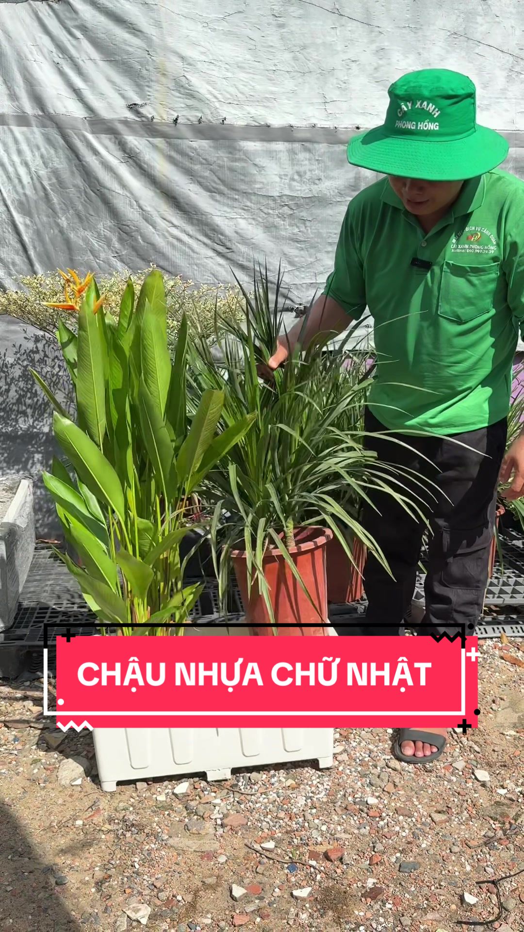 @C&acirc;y Xanh Phong Hồng