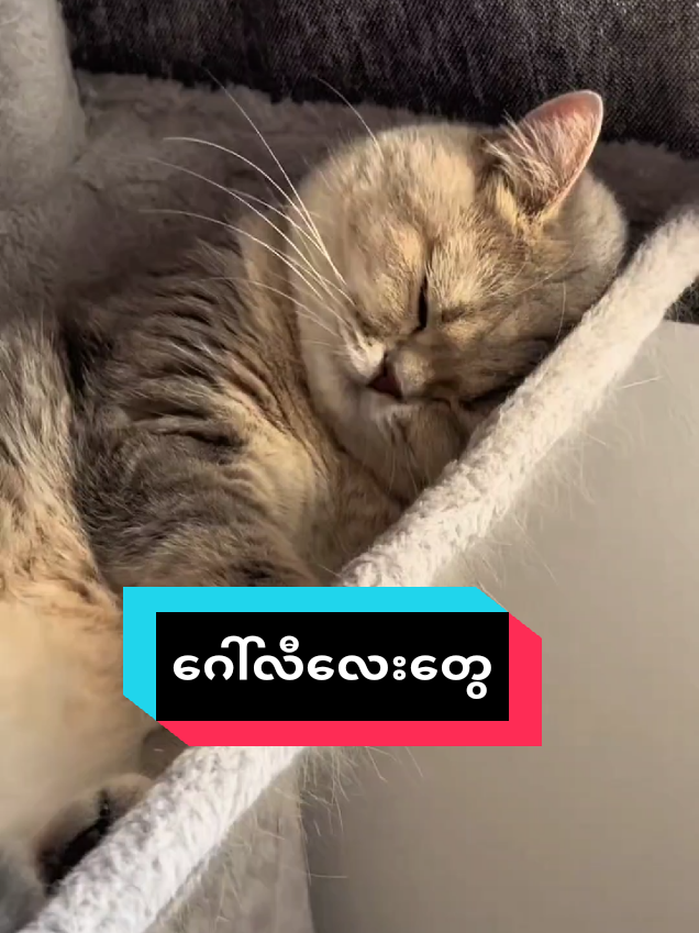 @MeowMagic