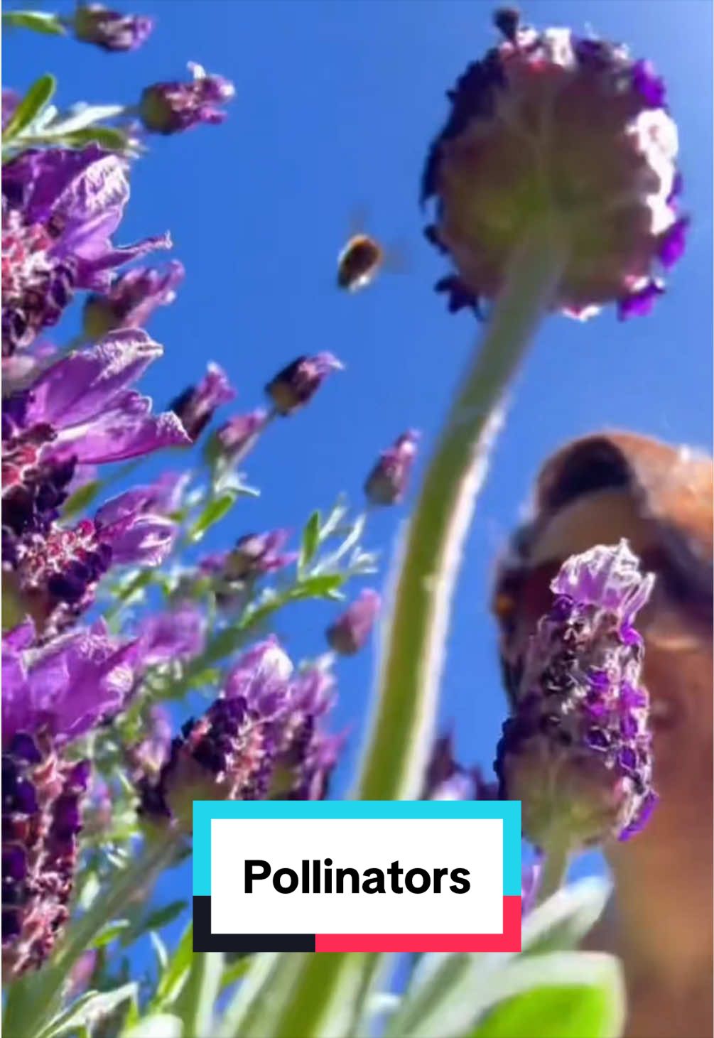 @Ava Dahlia 🇨🇦👩&zwj;🌾✌️