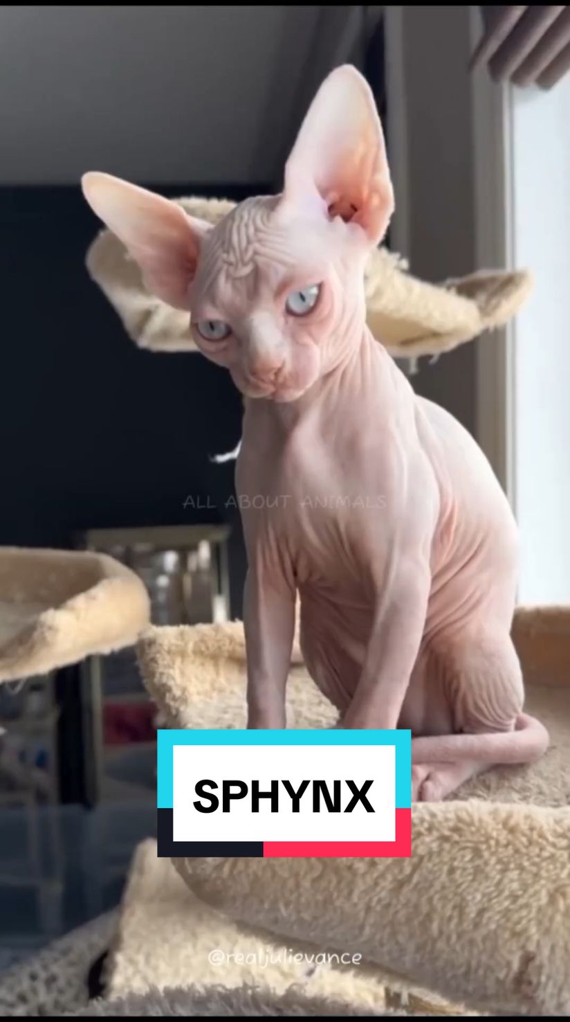 @ALL ABOUT ANIMALS