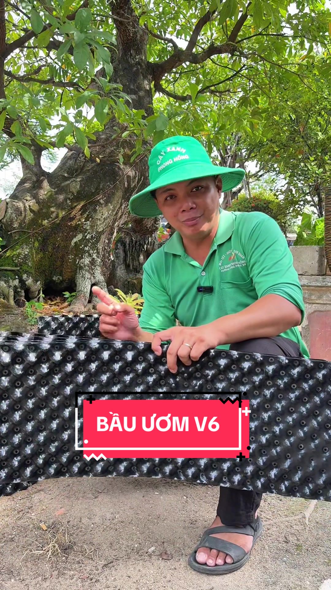 @C&acirc;y Xanh Phong Hồng
